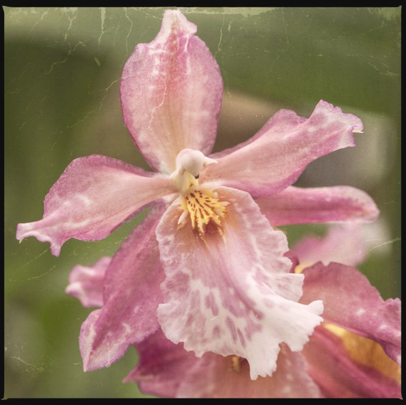 Bearded Orchid