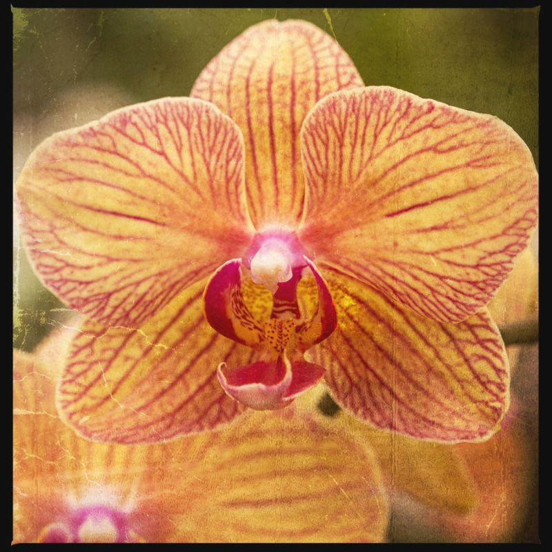 Gold Orchid