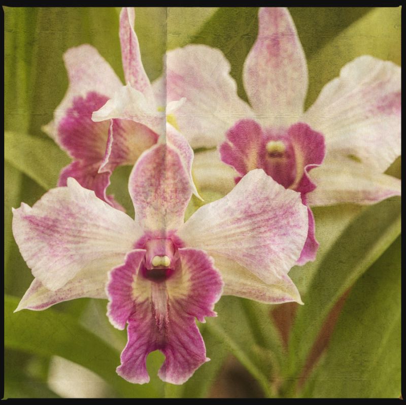 Pink Orchid Trio
