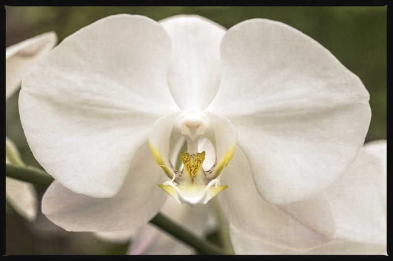 White Orchid