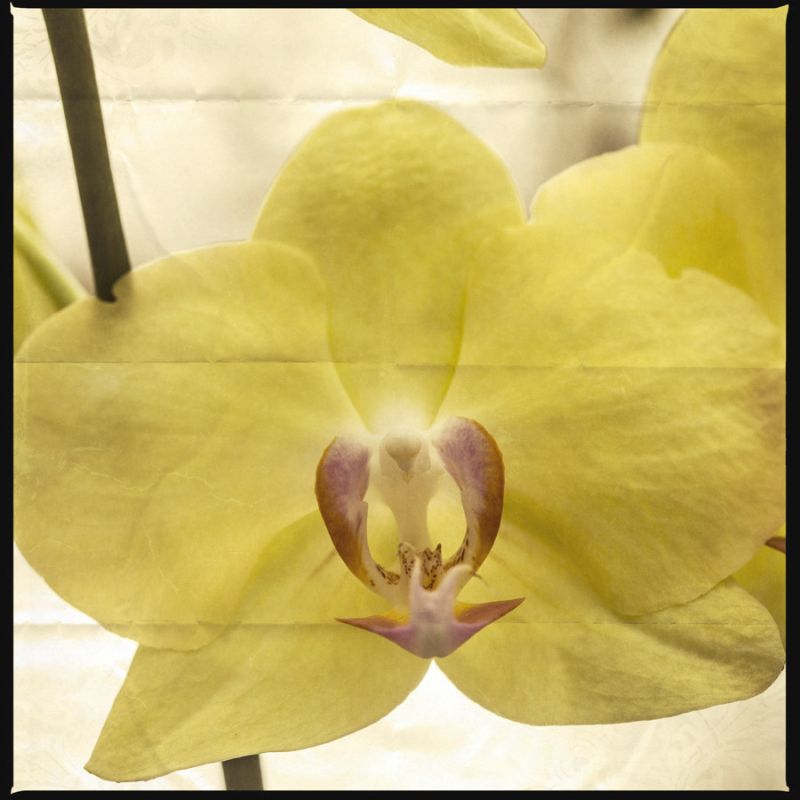 Yellow Orchid
