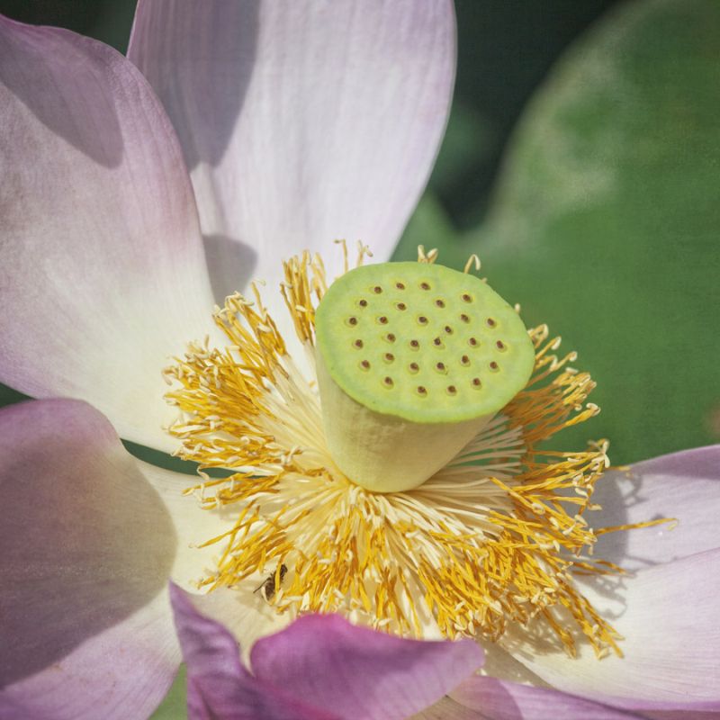 Lotus Lily 1