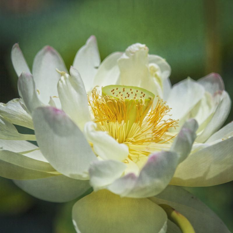 Lotus Lily 2