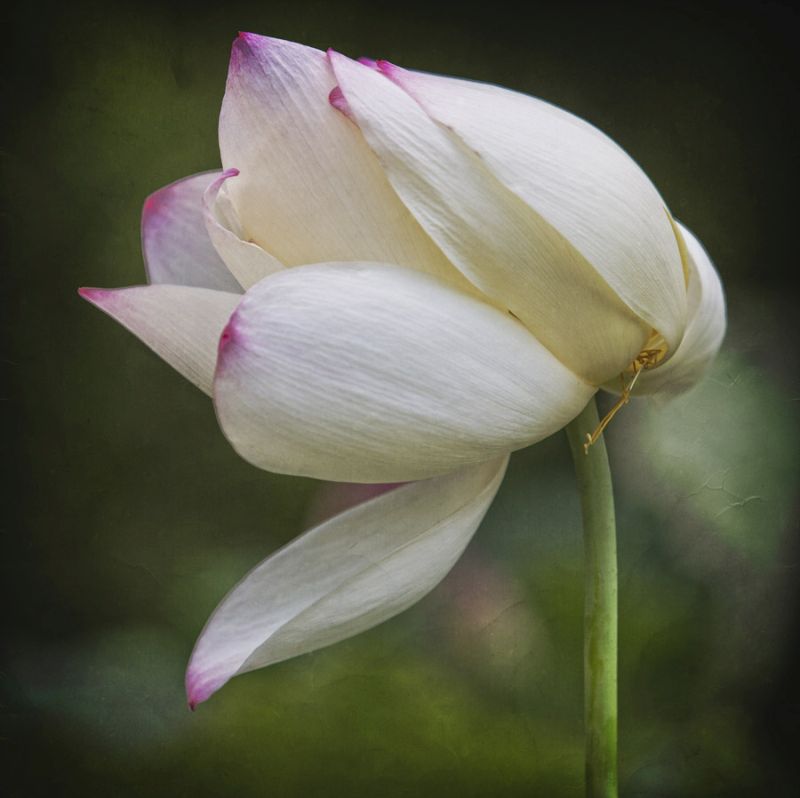 Lotus Lily 3