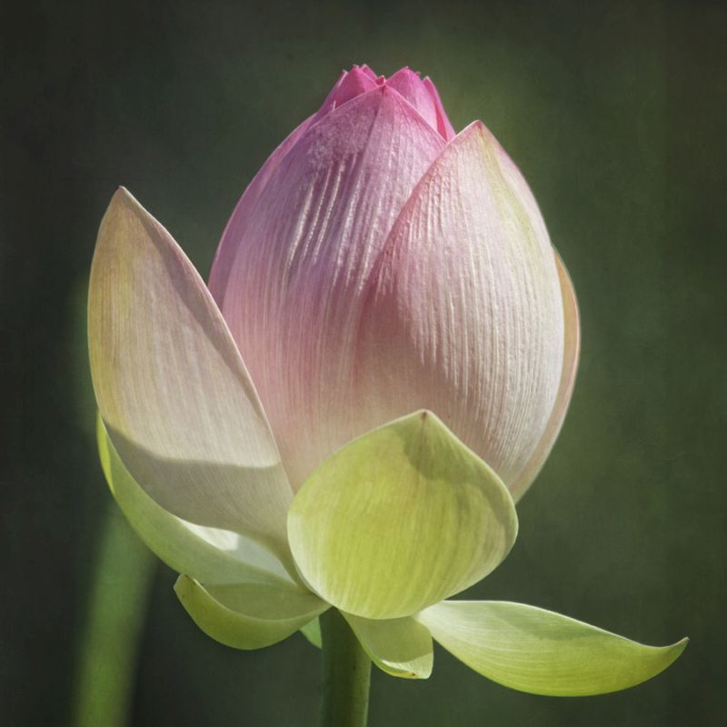 Lotus Lily 4