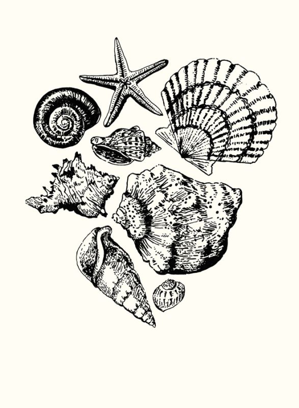 Shells 1