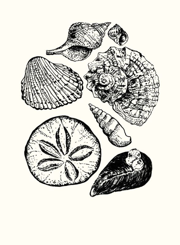 Shells 2
