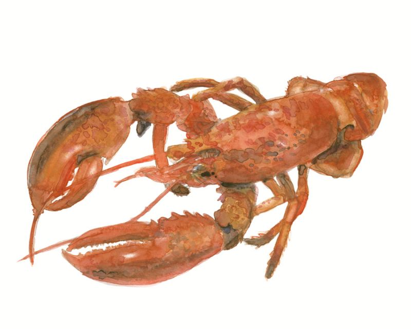 Lobster 1