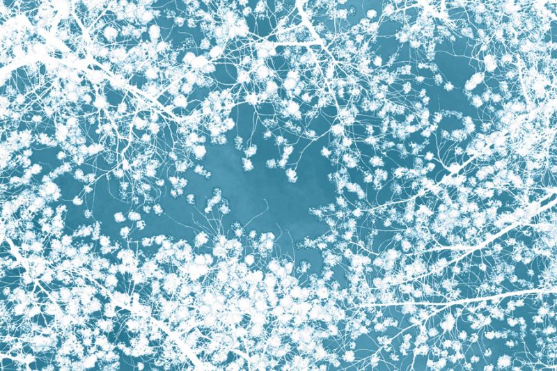 Forest Canopy 1 - Blue