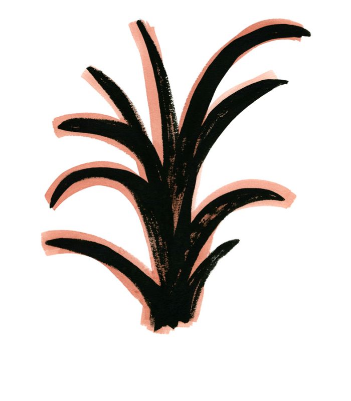 Coral 5