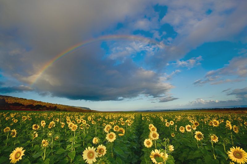 Sunflower Rainbow