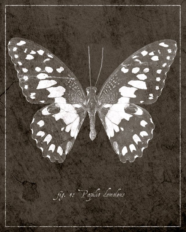 Butterfly M