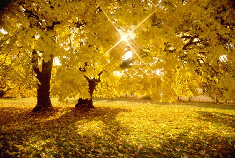 Big Leaf Maple Trees in Fall Color with Sunburst