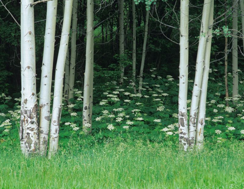 White Cow Parsnip Flowers under Aspen Trees