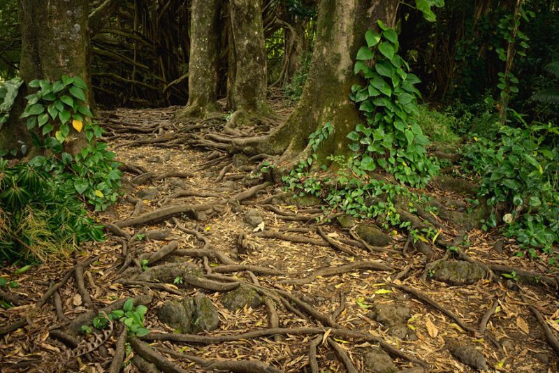 Path and Tree Roots at Rainbow Falls