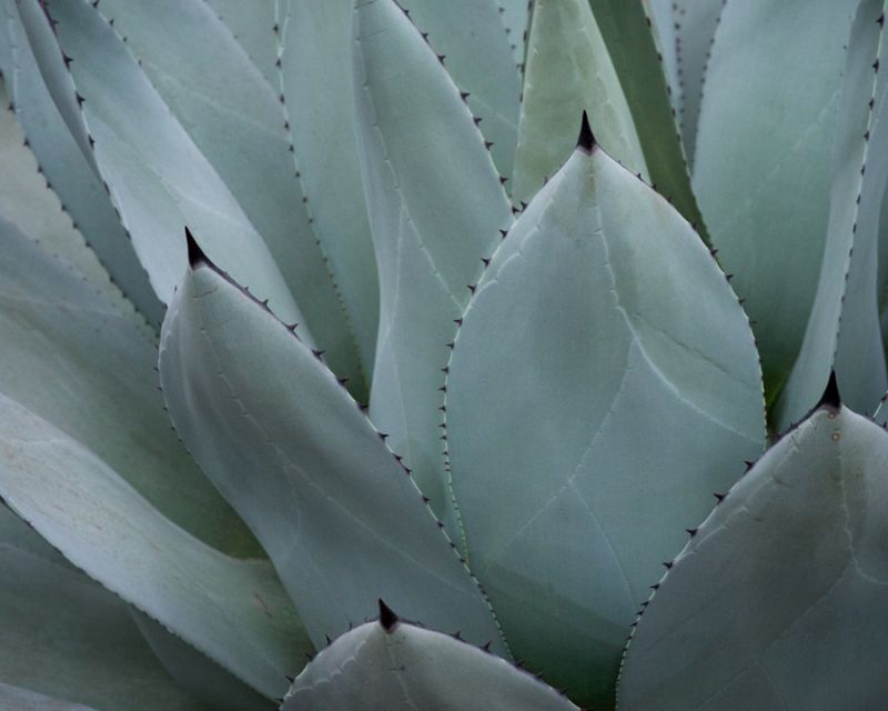 Whale's Tongue Agave