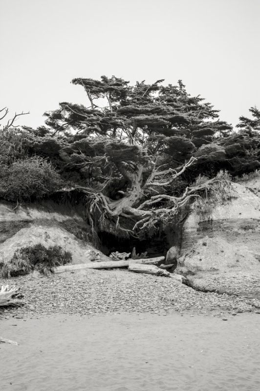 Beach Tree, Kalaloch