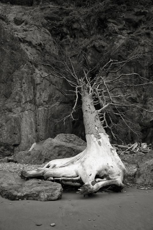 Driftwood Tree, Ruby Beach