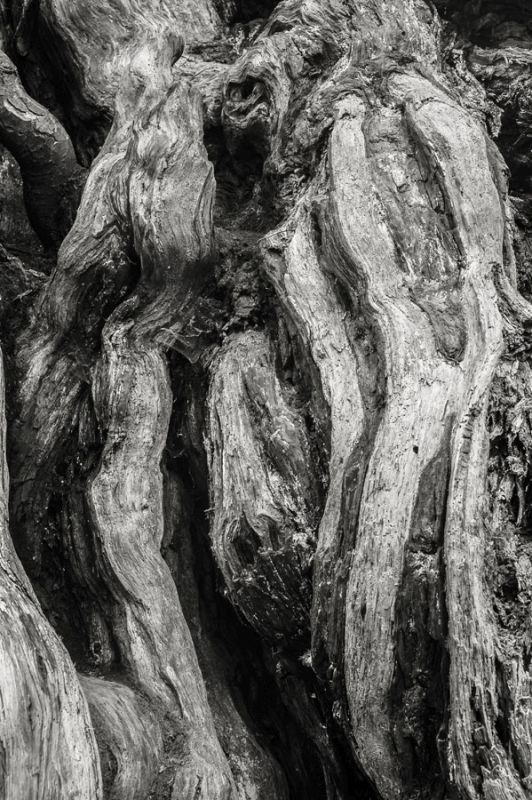 Kalaloch Big Cedar 2, Olympic National Park