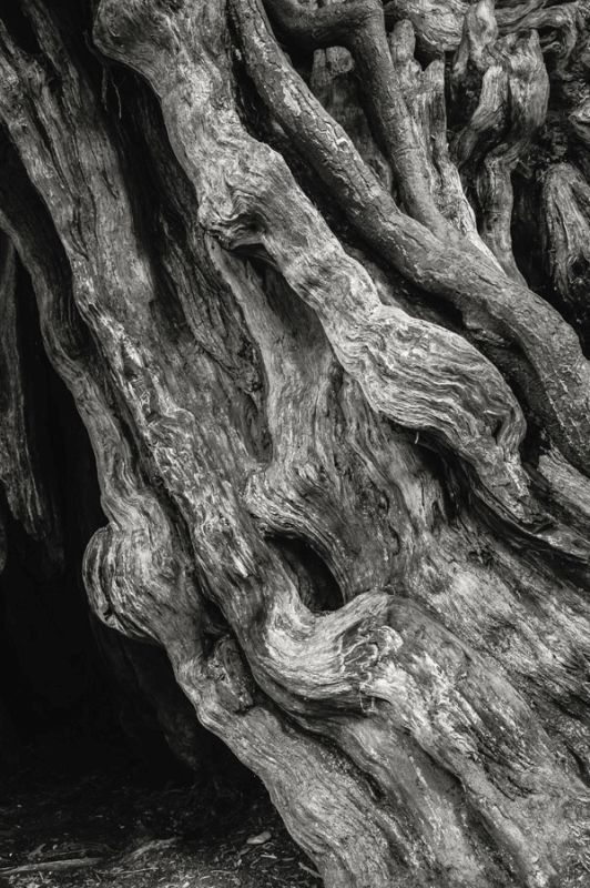 Kalaloch Big Cedar 4, Olympic National Park