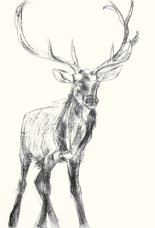 Young Elk