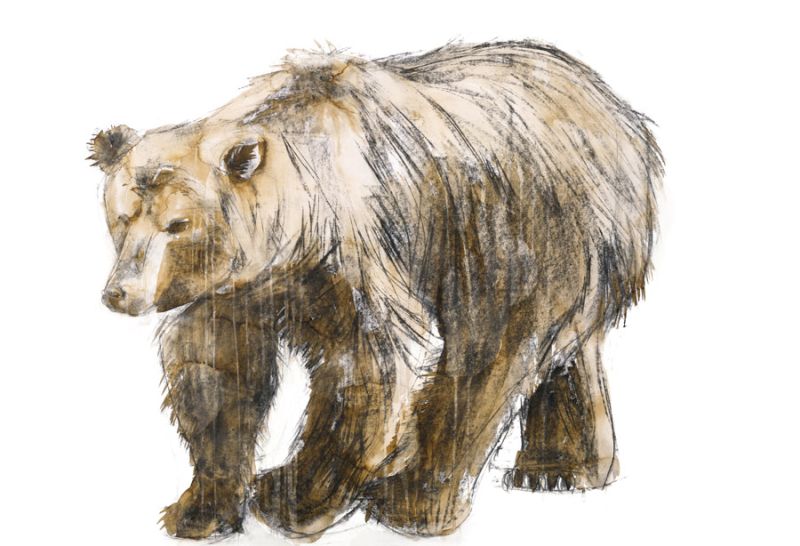 Brown Bear 1