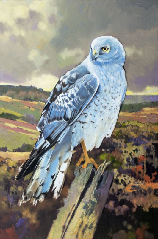 Northern Harrier Male