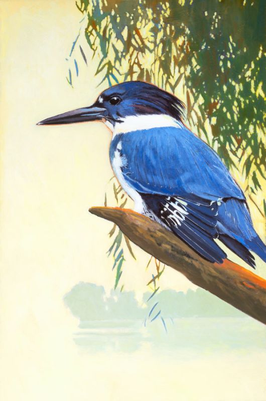 Belted Kingfisher