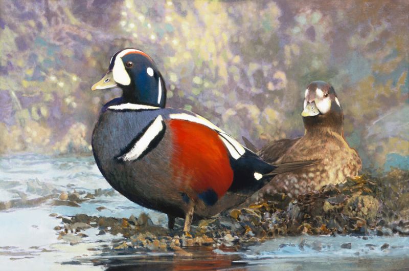 Harlequin Ducks