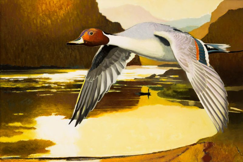 Northern Pintail Duck