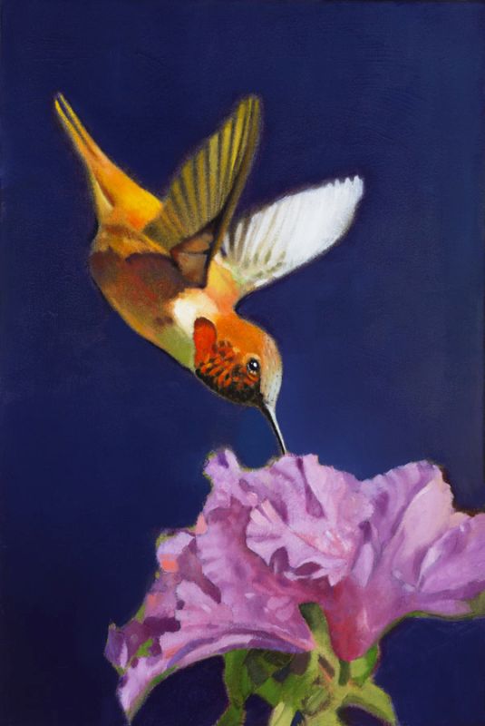 Rufous Hummingbird