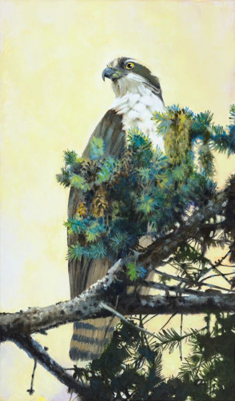 Osprey