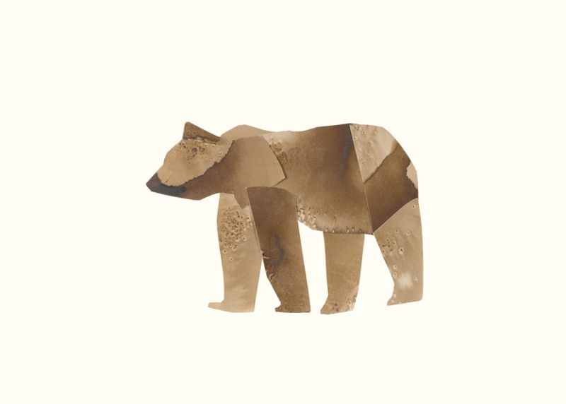 Black Bear