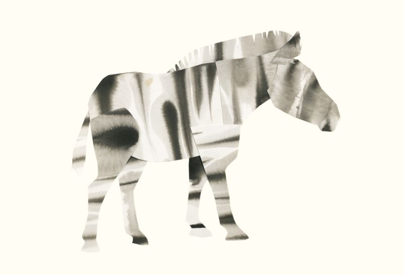 Zebra