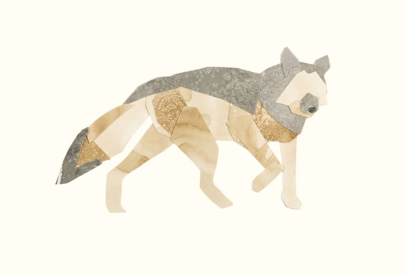 Grey Wolf