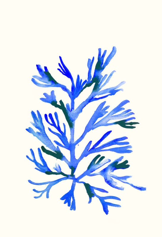 Ultramarine Growing 1
