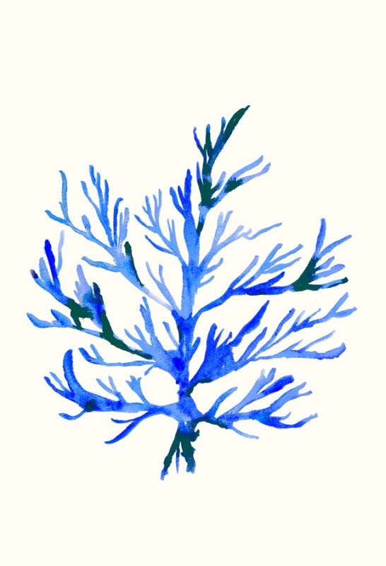 Ultramarine Growing 2