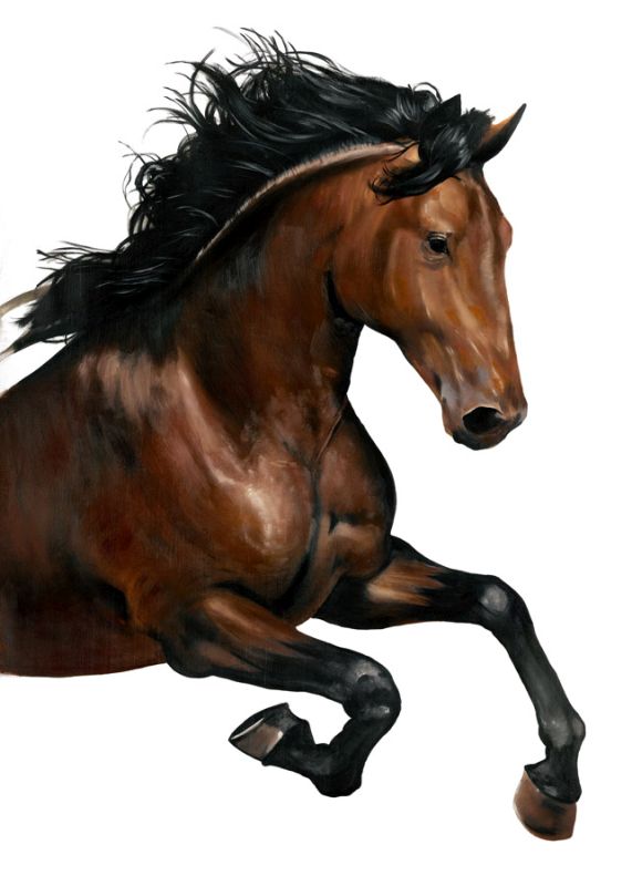 Brown Horse