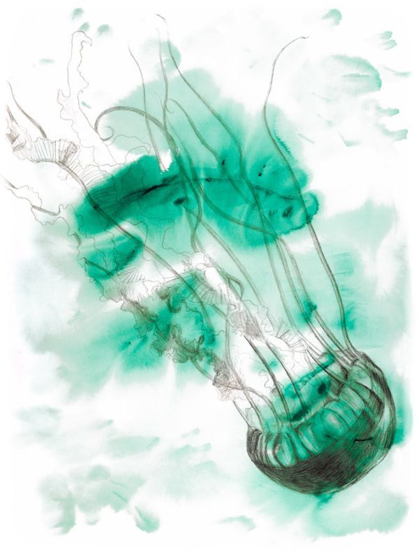 Jellyfish