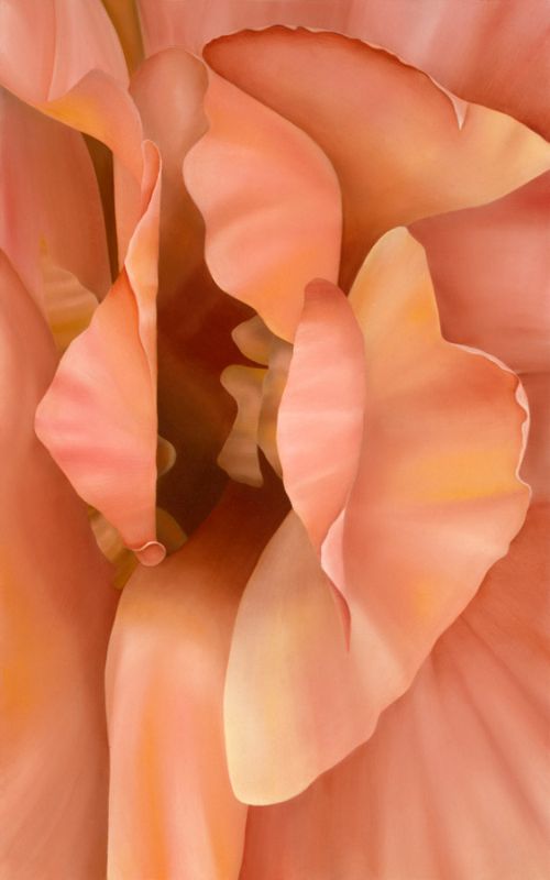 Modern Rose