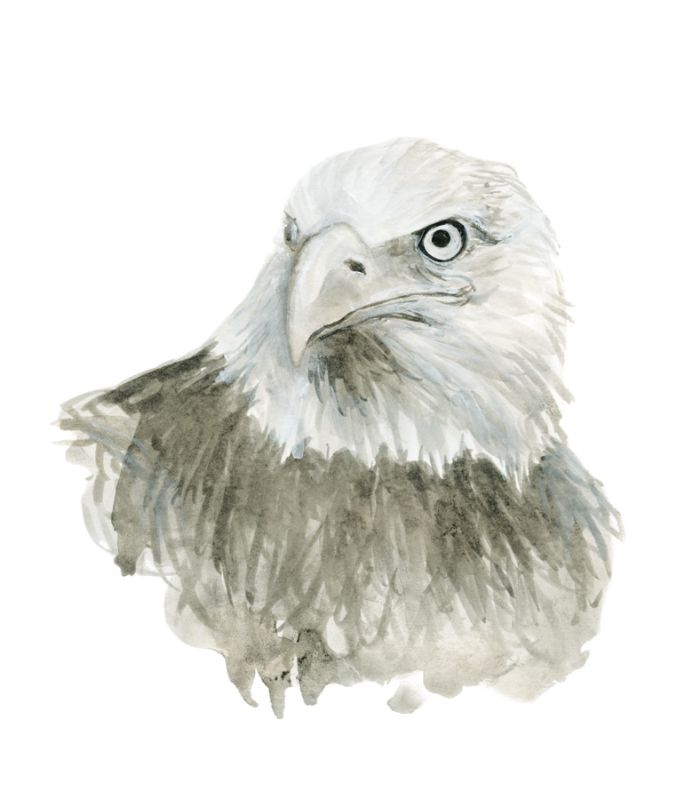 Eagle Bust