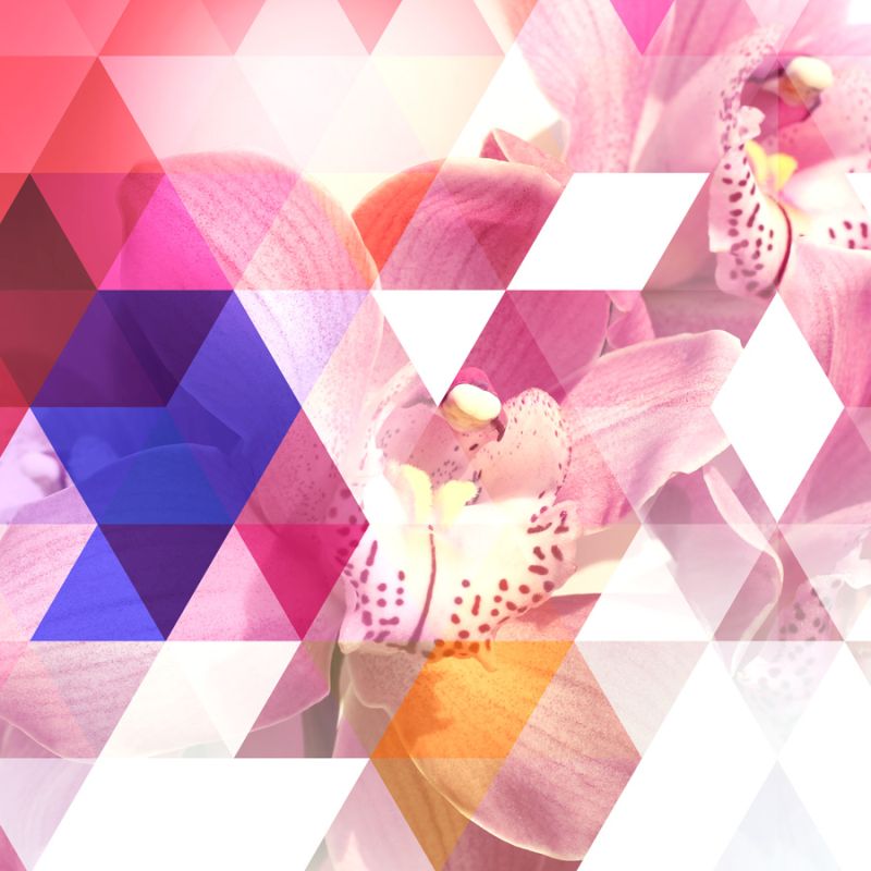 Crystalized Orchids