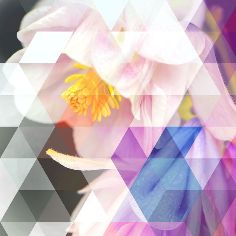 Crystalized Bellflowers