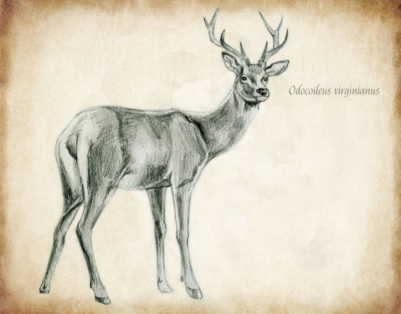 Scientific Deer Sketch 1