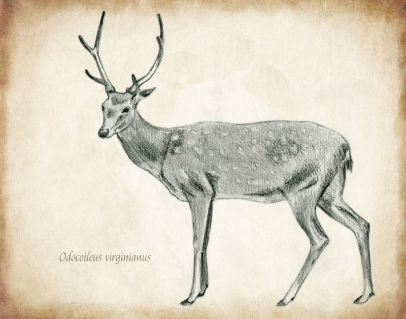 Scientific Deer Sketch 2