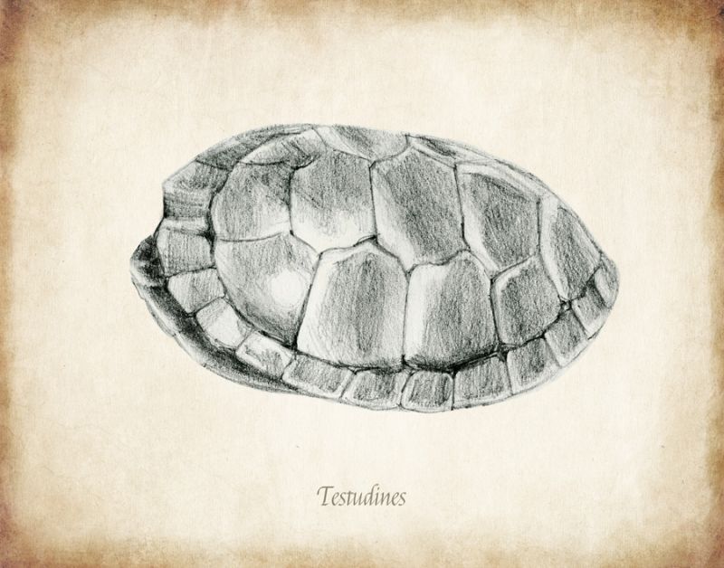 Testudines Shell A