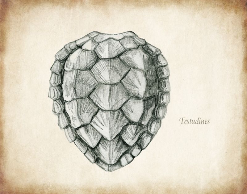 Testudines Shell B