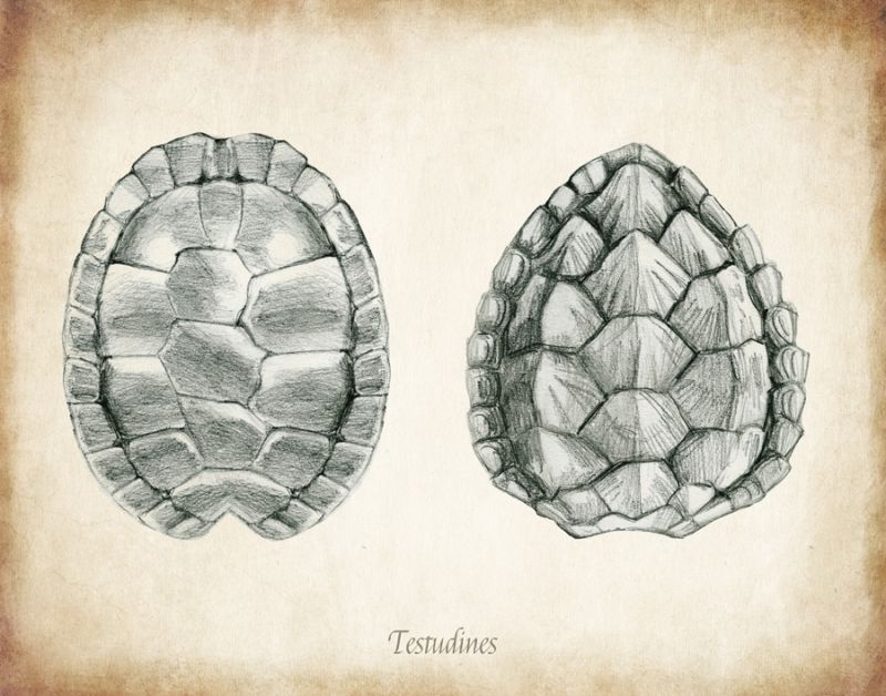 Testudines Shells