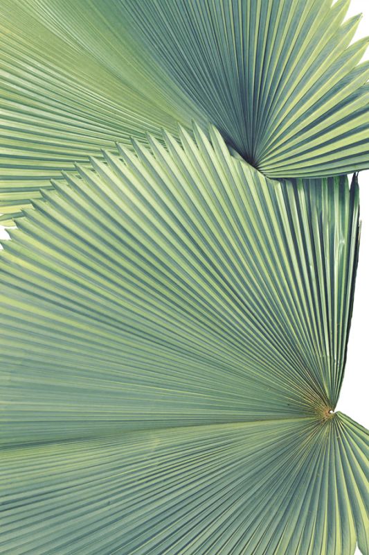 Contemporary Palm Leaves 3