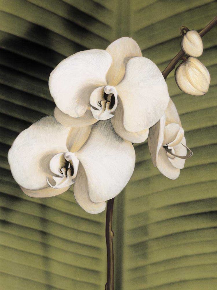 Orchid with Palm II